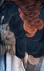Bateleur (Terathopius ecaudatus) - AGUILA VOLATINERA