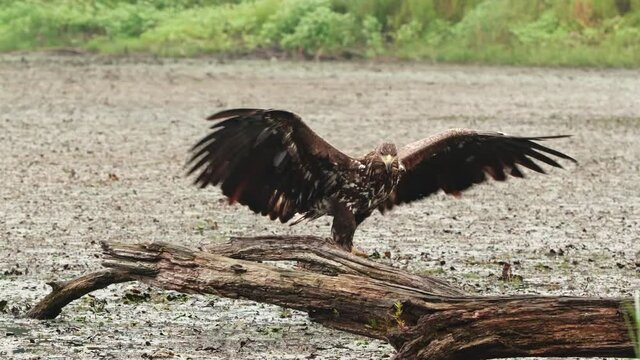 Juvenile white-tailed, haliaeetus albicilla, eagle learning to catch a fish in river and landing on fallen tree. Wild bird of prey trying to hunt in summer nature. Animal wildlife in riparian forest.