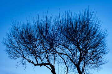 silhouette of a tree at mid eveneing