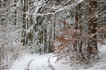 close up of snowy twigs and branches in front of a forest trail