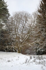 snowy bare tree between coniferous trees