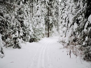 A walk through the winter forest. Cross-country ski trail. Trees in the snow. Beautiful and unusual roads and forest trails in Russia.
