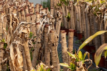 Dracaena seedlings with withered leaves in pots, left untreated