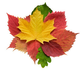 Naklejka na ściany i meble Collection of autumn leaves oak, maple, aspen isolated on white background. Herbarium, botany