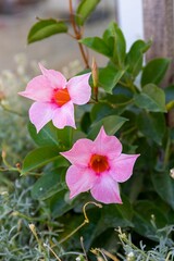 Two open flowers and a bud of Mandeville Sundaville Cream Pink