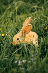 Red rabbit in the grass at the flowers. little rabbit.
