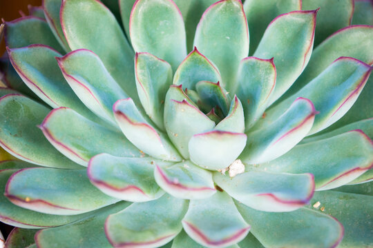 Turquoise succulent of echevery close up texture