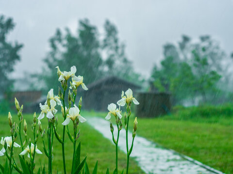 daffodil flowers during heavy rain