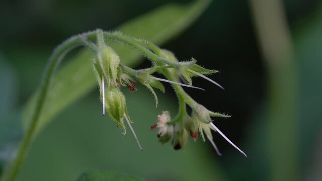 Comfrey in slight breeze (Symphytum officinale) - (4K)