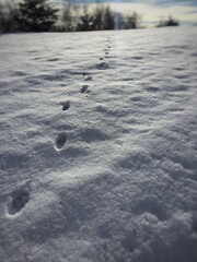 Winter Landscape Animal Footprints / Tracks and trails in the fresh white snow into the sunlight with trees in the background