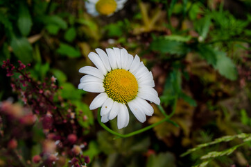 Photo of chamomile in the garden.