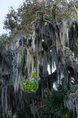 Bald eagle (Haliaeetus leucocephalus), AGUILA CALVA