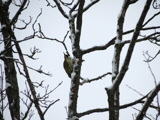 bird on tree