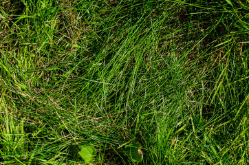 Photo of grass. View from above. Green grass after rain