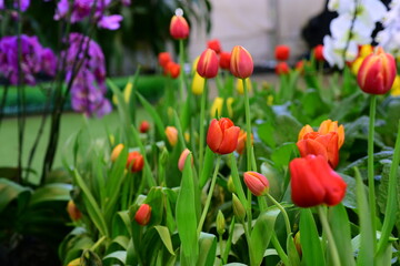 View of colorful flowers growing in garden