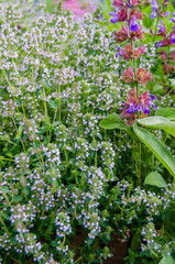 Photo of thyme in the garden with bees and bumblebees. Spices in the garden