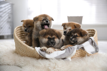 Cute Akita Inu puppies in wicker basket indoors