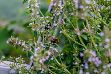 Photo of thyme in the garden with bees and bumblebees. Spices in the garden