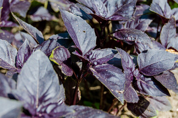 Basil green and purple in the garden. Photo of spicy herbs in a garden bed in summer