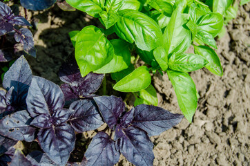 Basil green and purple in the garden. Photo of spicy herbs in a garden bed in summer