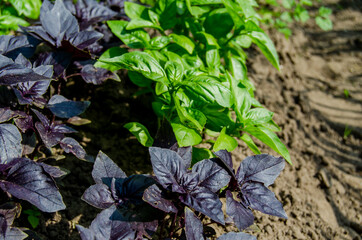 Basil green and purple in the garden. Photo of spicy herbs in a garden bed in summer