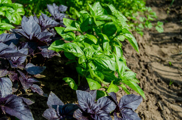 Basil green and purple in the garden. Photo of spicy herbs in a garden bed in summer