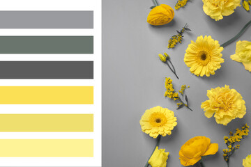 Color of the year 2021. Beautiful yellow flowers on grey background, flat lay