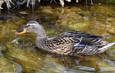 Female Mallard Duck on Small Pond