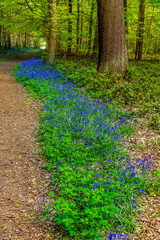 A strip of bluebells beside a path in a wood in Leicestershire in springtime