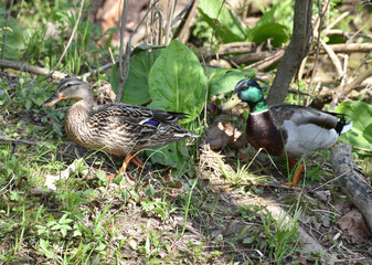 Mallard Pair
