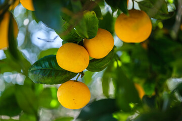 oranges on the tree, Lloret de Vista Alegre, Mallorca, Balearic Islands, Spain