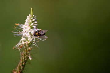 golden fly on a flower