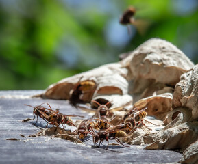 hornets