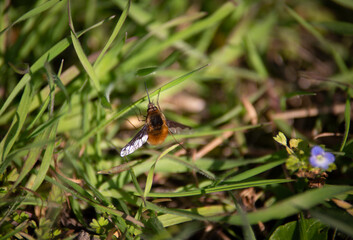 humblefly in the gras