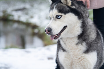 Husky dog for a walk in winter in the park with snow