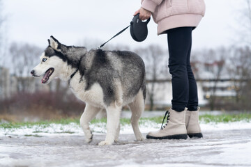 person walking with dog