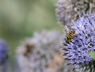 hover fly on a flower