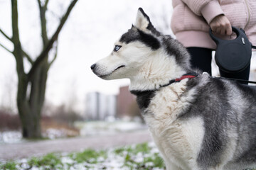 Husky dog for a walk in winter in the park with snow