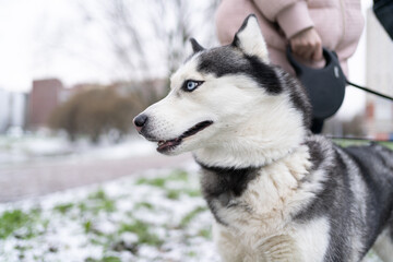 husky dog in snow