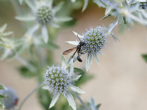 Isodonte mexicaine ou sphex du Mexique (Isodontia mexicana) Gu&ecirc;pe solitaire noire &agrave; long p&eacute;tiole entre thorax et abdoment butinant sur Eryngium planum (Suisse) 