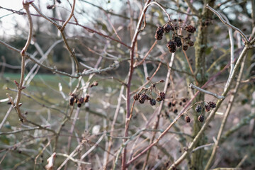 Hike in the countryside of the Achterhoek Netherlands