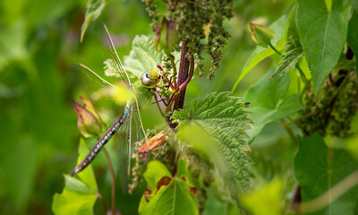 blue darner between the leaves