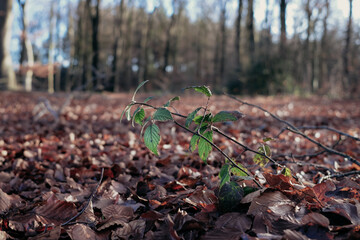 Hike in the countryside of the Achterhoek Netherlands