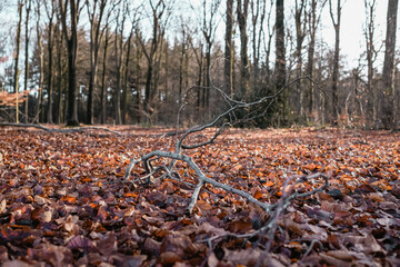 Hike in the countryside of the Achterhoek Netherlands