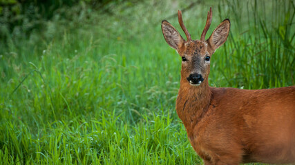 Roe Deer, Cornwall