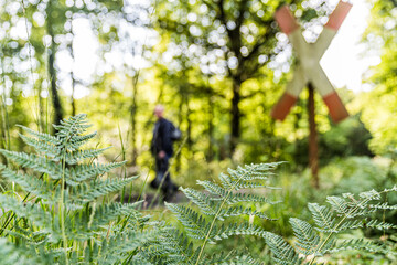 Farn vor Andreaskreuz