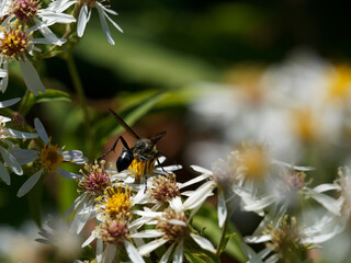 (Isodontia mexicana) Isodonte mexicaine, guêpe solitaire entièrement noire aux ailes brunes, se nourrissant du nectar d'une fleur d'aster  (Suisse)