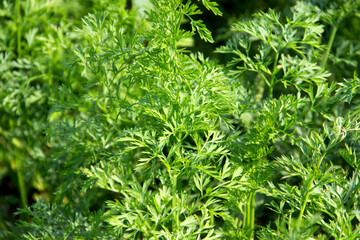 Green leaves of carrots. Umbrella family. Close-up.