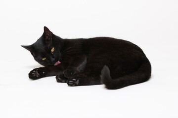 Portrait of black cat on white background