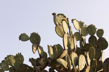 cactus nopal
